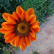 HappyGazania